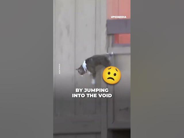 Video thumbnail for FLAMES SURROUNDED THIS 🐈🐶#shorts