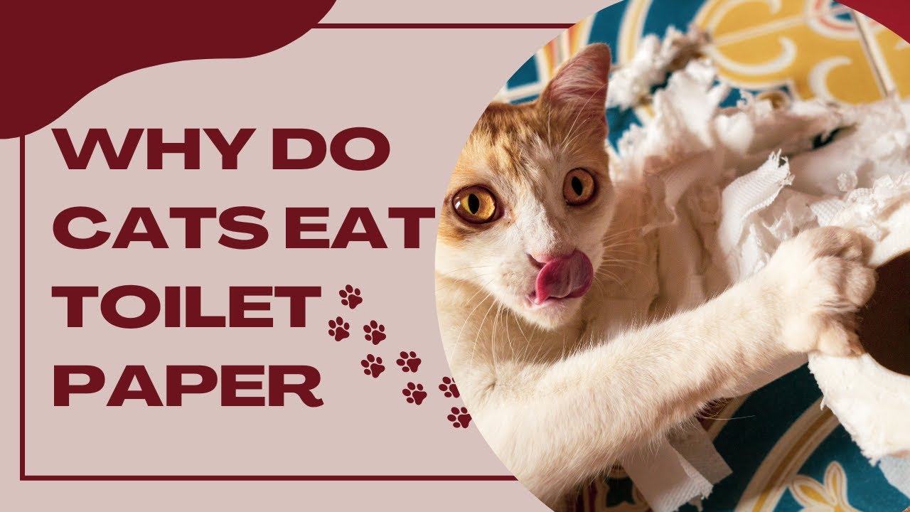 Video thumbnail for Why Do Cats Eat Toilet Paper?