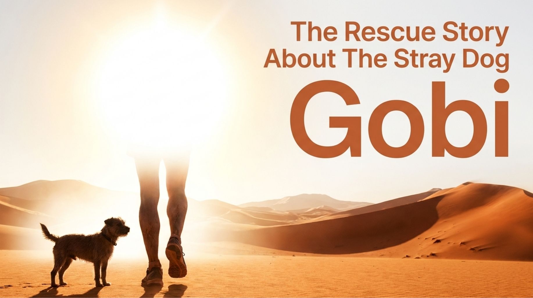 Video thumbnail for The Rescue Story About The Stray Dog Gobi