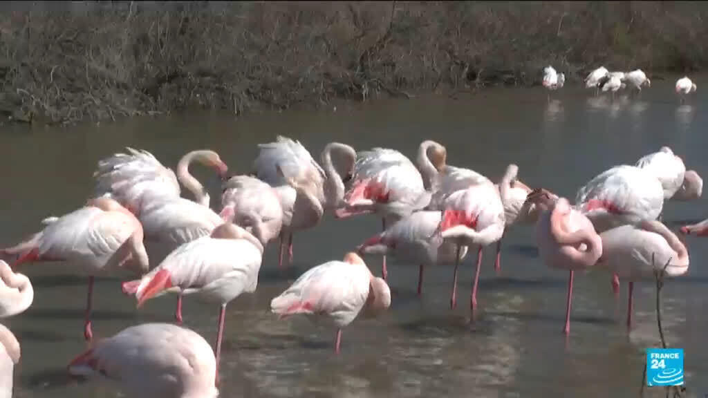 Video thumbnail for WWF report finds 120% surge in France’s protected species, urges stronger conservation efforts