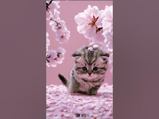 Video thumbnail for #shorts #kucing #Cat #catlovers