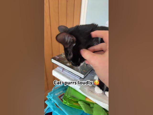 Video thumbnail for Cat purrs loudly ❤️#cat#cute#fyp#subscribe