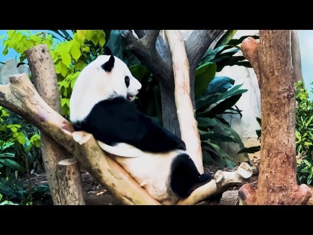 Video thumbnail for Singapore Zoo Animals Tour 4K