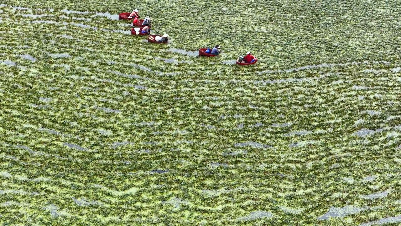 Video thumbnail for China: Water Chestnuts Harvest.