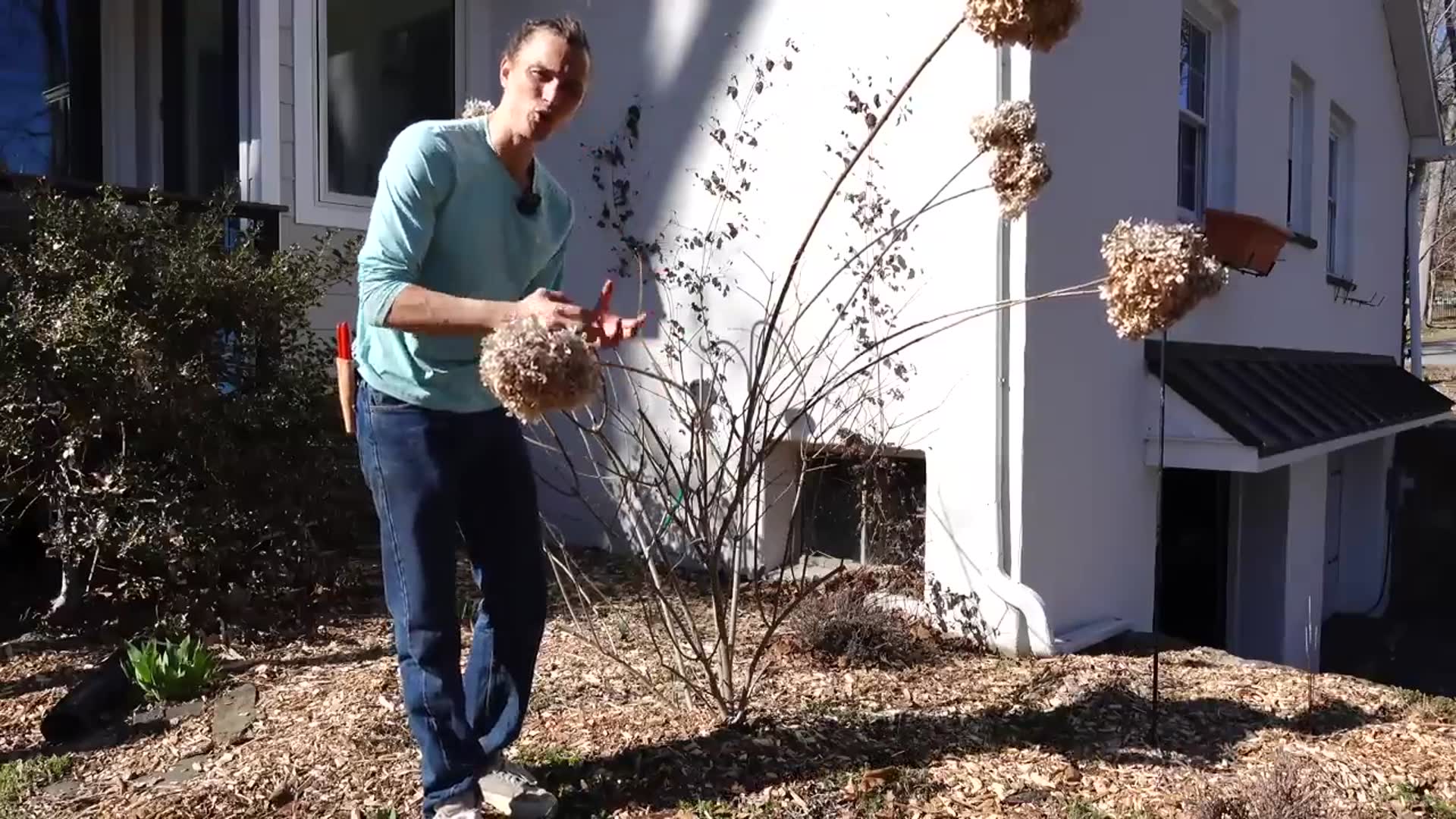 'Video thumbnail for Prune PANICLE HYDRANGEA Correctly - No More Floppy Plants - H. paniculata'