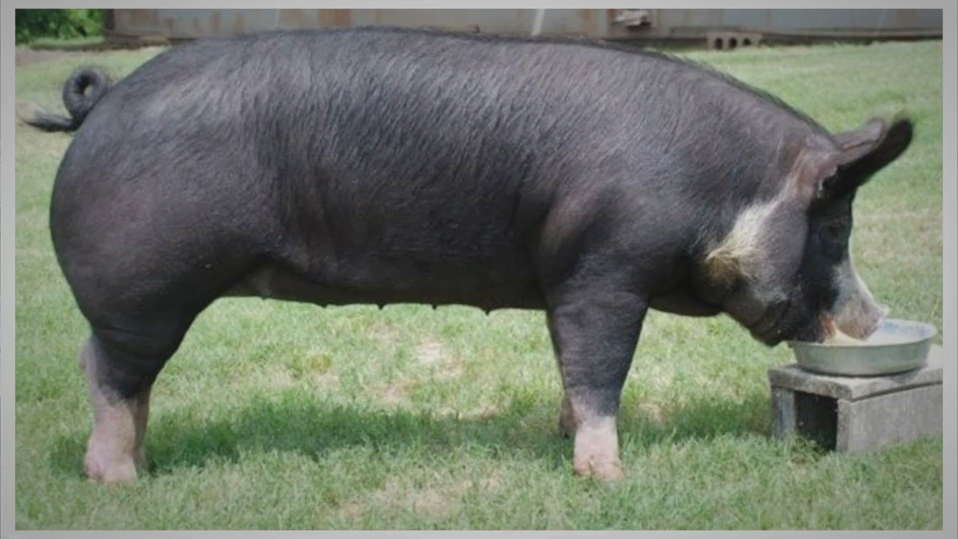 Video thumbnail for Poland China: Explore Their Exciting World