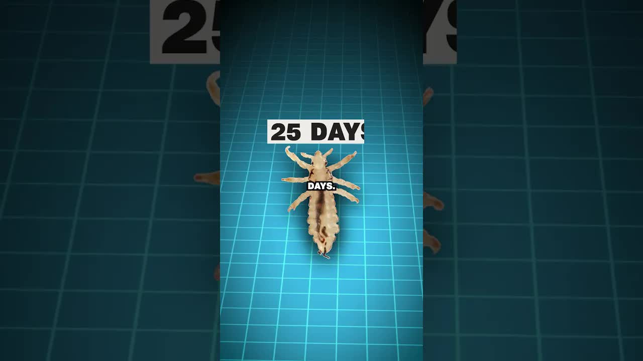 'Video thumbnail for business basics: life expectancies: insects vs russian soldiers in ukraine'