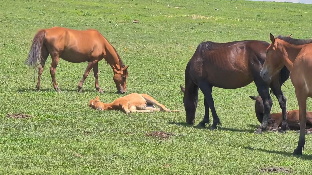 Video thumbnail for Lazy Horse Grazes Lying Down in Xinjiang