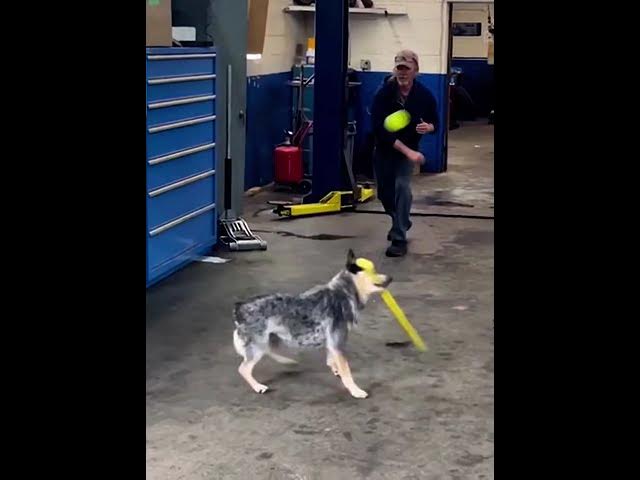 Video thumbnail for Base ball Dog