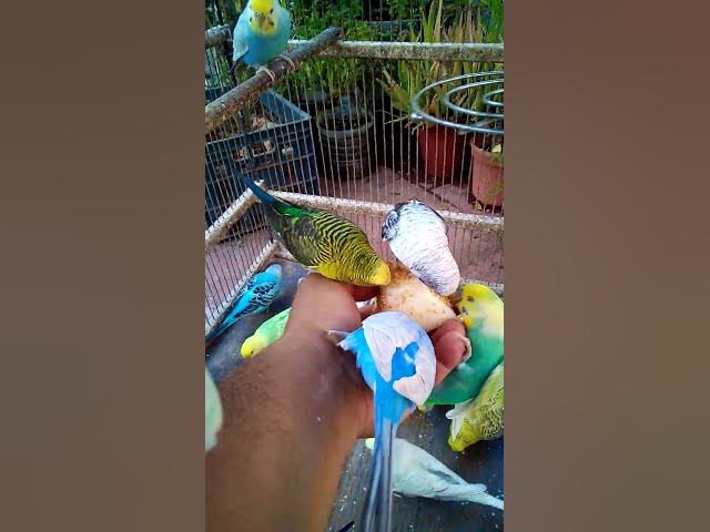 Video thumbnail for 💤 Beruhigende Wellensittich Laute zum Entspannen 🎧🐦 #Entspannung#Vögel #Wellensittich #Kurzvideo