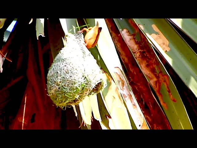Video thumbnail for Maya bird | Wow Golden bird making nest at forest