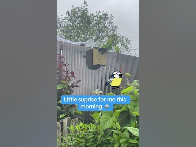 Video thumbnail for Little suprise for me at the allotment this morning π¦ #bluetit #birds #wildlife