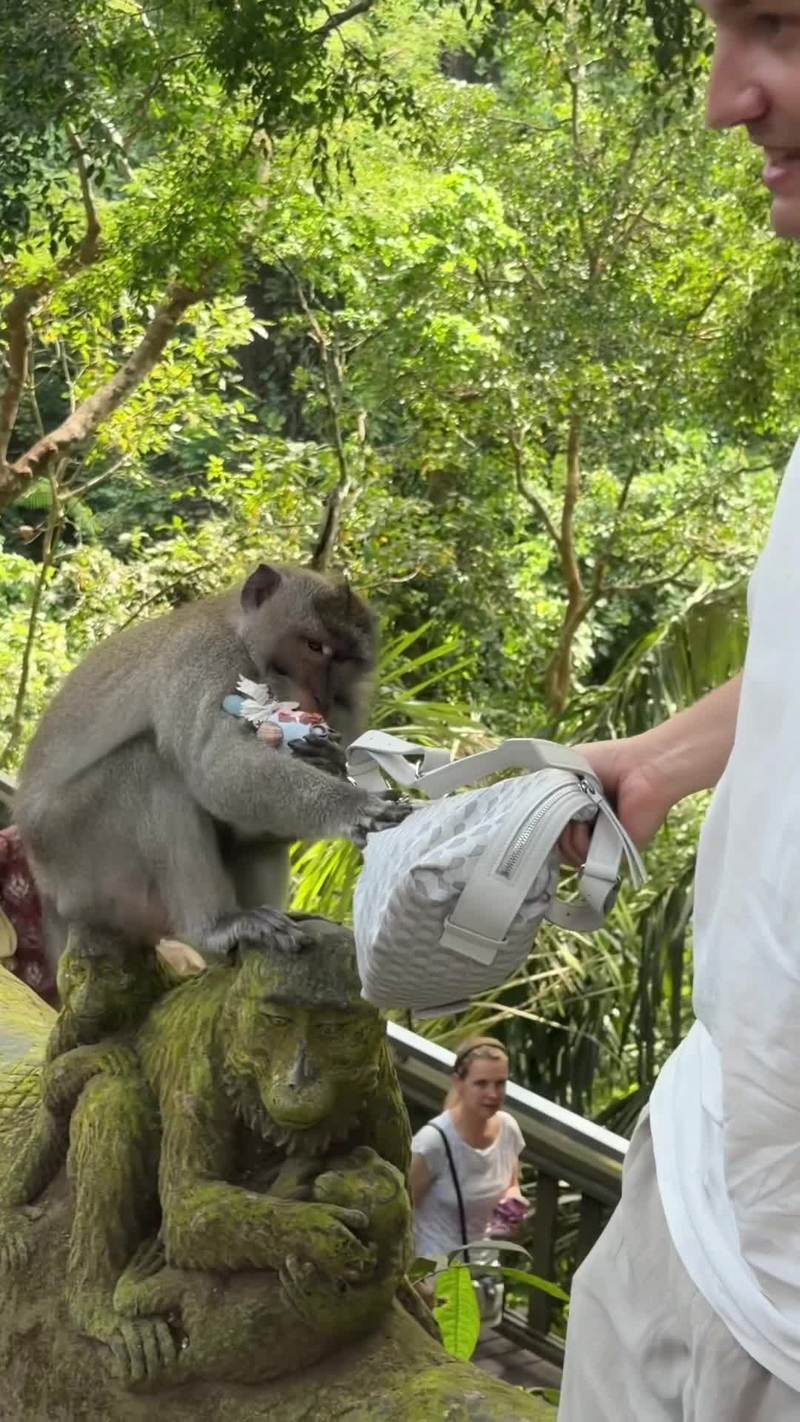 Video thumbnail for Playful Monkeys Causing Mischief in Bali Monkey Forest