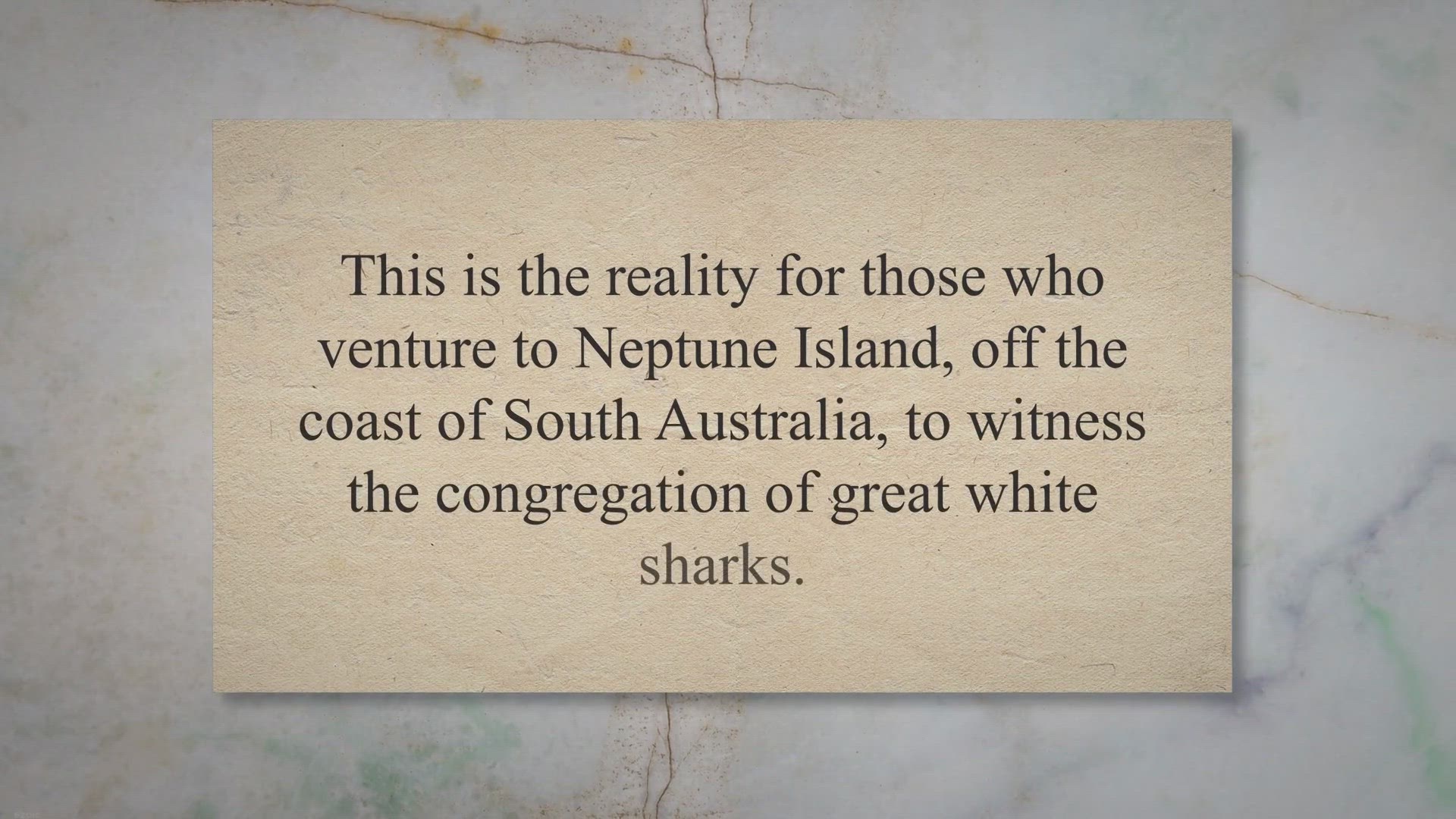 Video thumbnail for Great White Sharks Flock to Neptune Island for Seal Feasts