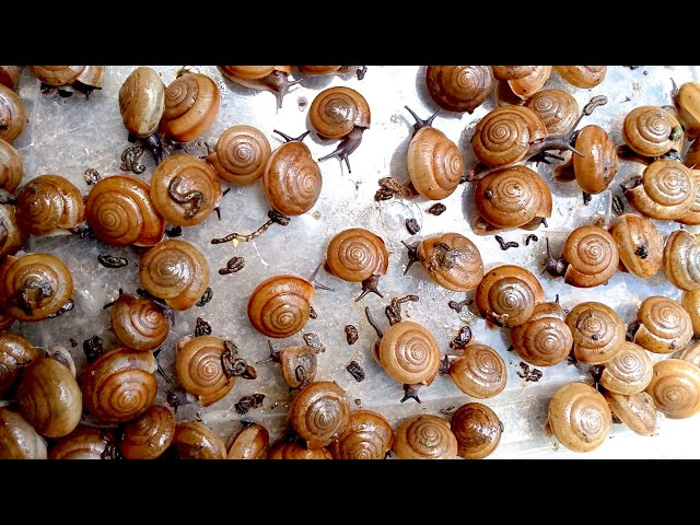 🐌 Snail eat papaya with other 🐌 | red vegetable at night 🐌