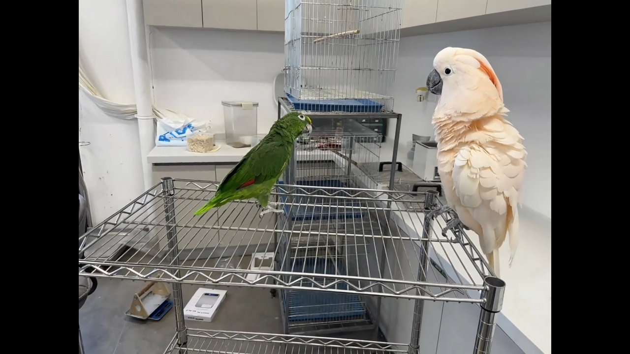 Video thumbnail for Two Parrots Playfully Interact on a Utility Shelf in Anhui