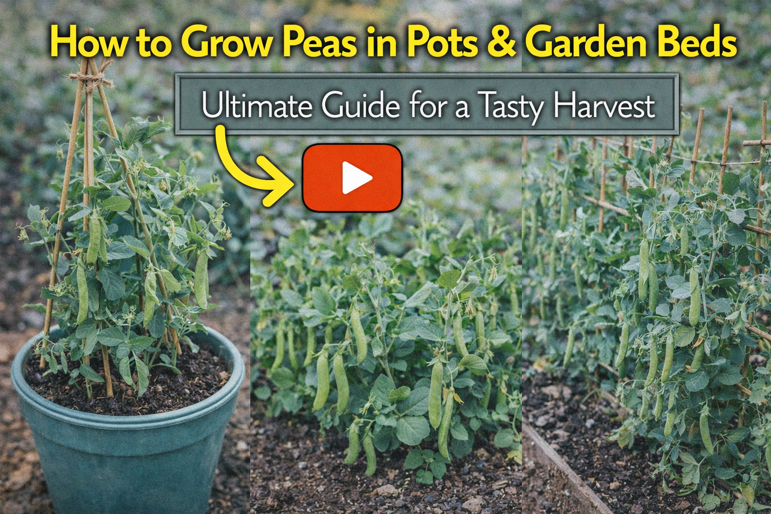 Video thumbnail for How to Grow Peas in Pots & Garden Beds | Ultimate Guide for a Tasty Harvest