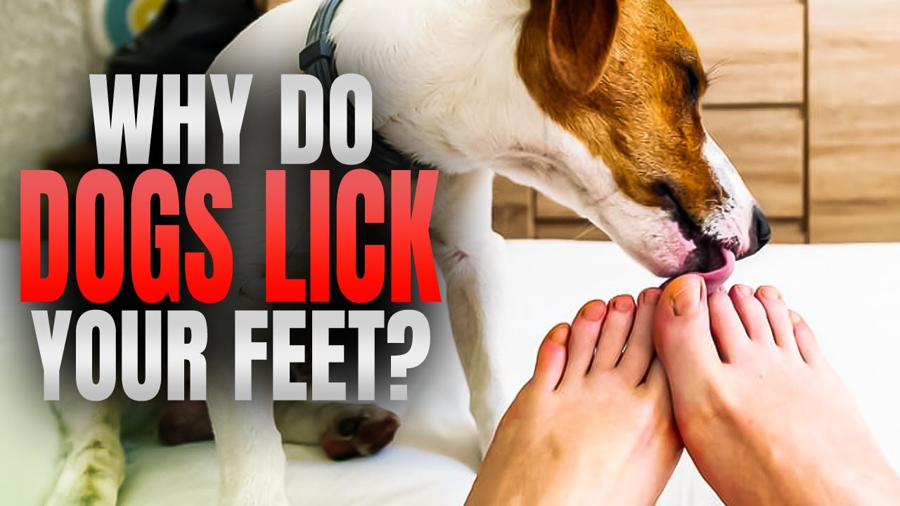 video of: If Your Dog Licks Your Feet You NEED to Watch This Video