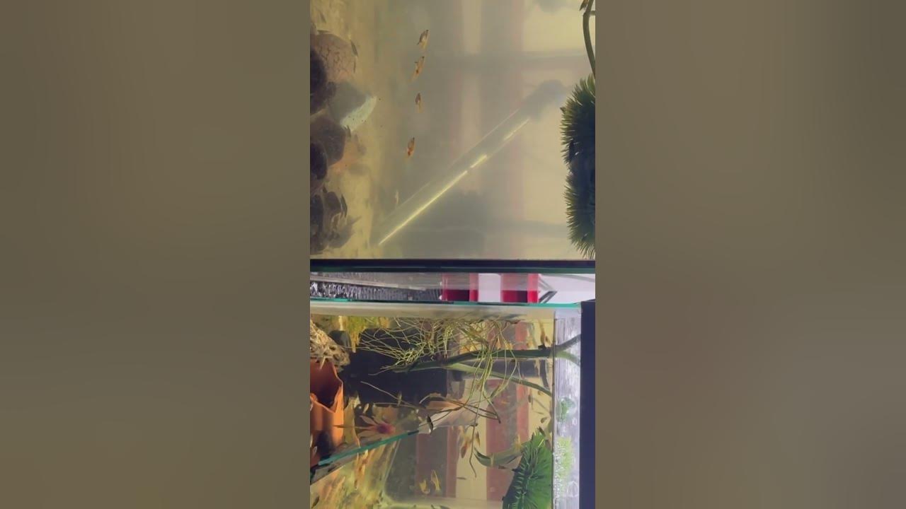 Video thumbnail for Can you guess which one has plants #Naturalfiltration #plants #cleanwater #experiment #fishtank