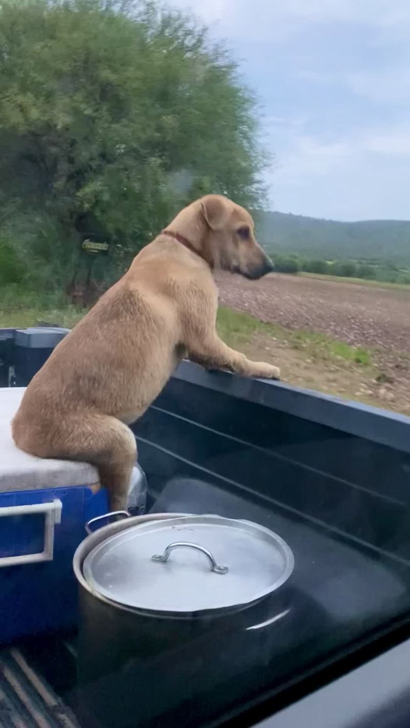 Video thumbnail for Dog Enjoying a Countryside Ride in the Back of a Truck