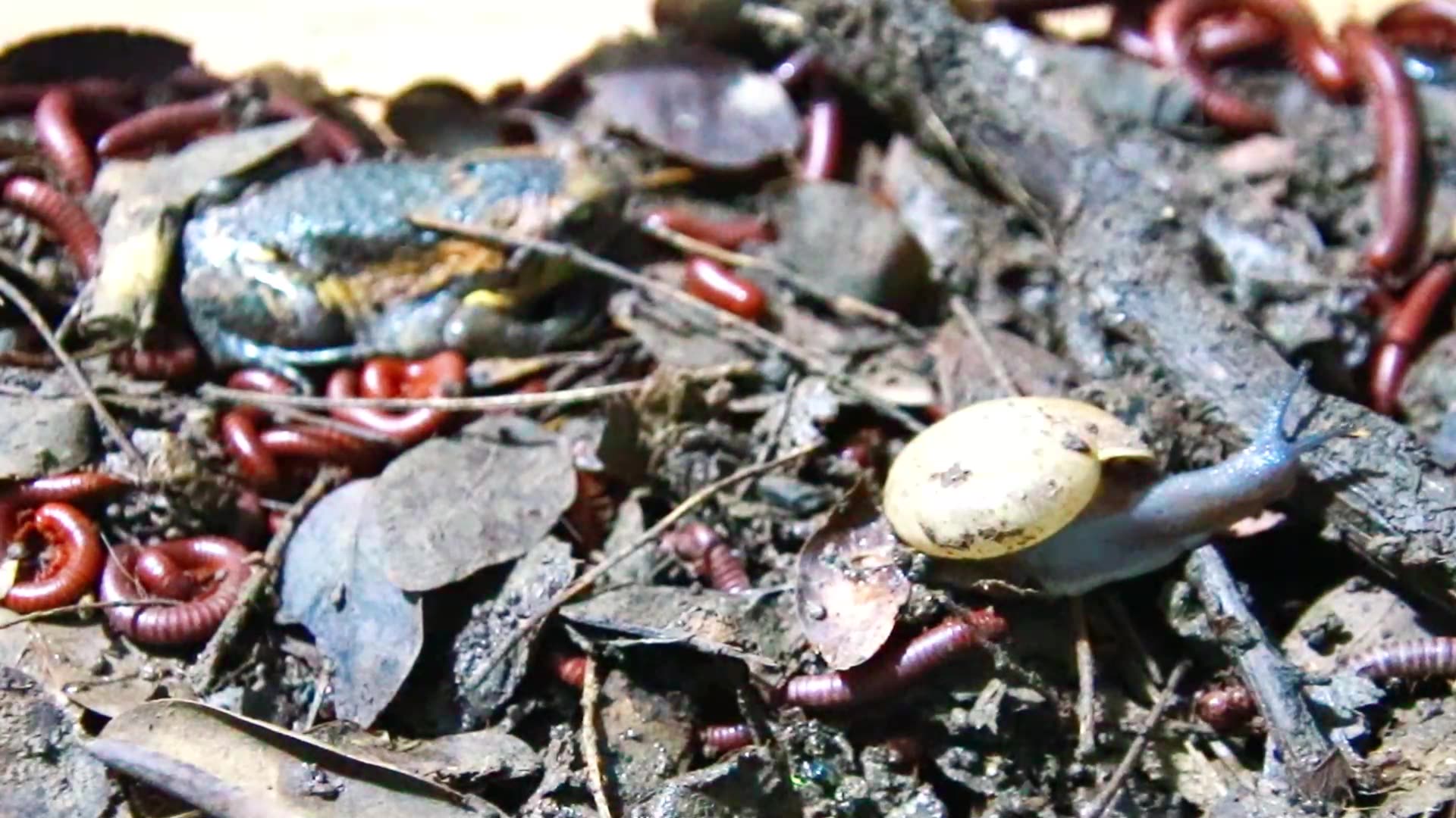 Video thumbnail for A lot Snail wark eat soil, red worm