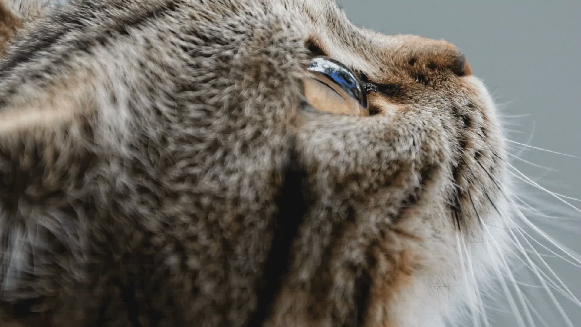 'Video thumbnail for 6 Surprising Facts About Cats You Might Not Know'