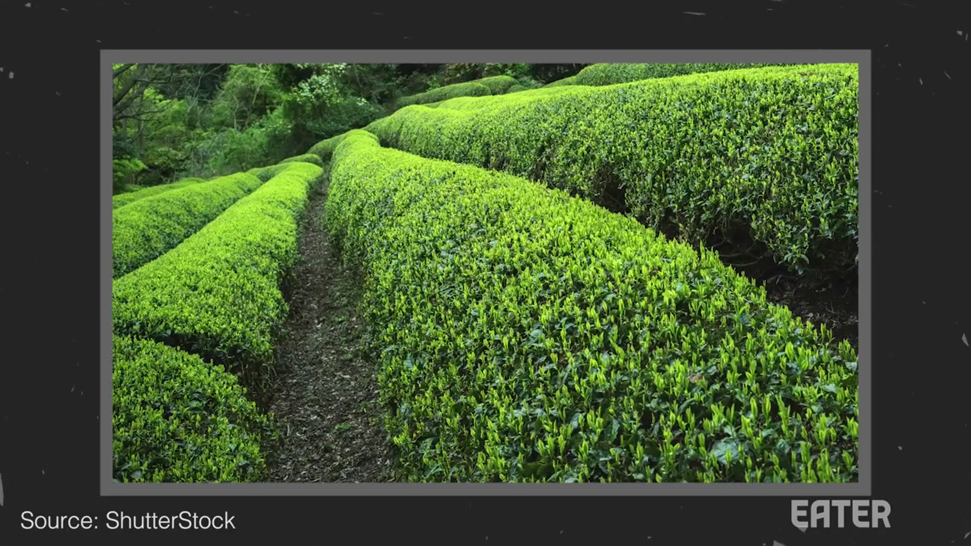 Video thumbnail for How Matcha Is Made (From Plant To Cup)(720P_HD)
