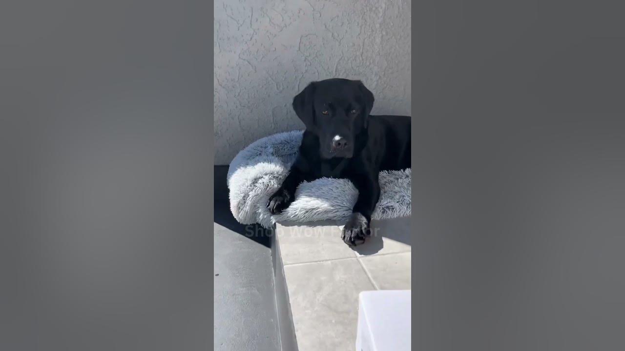 Video thumbnail for 💦 Anti Splash Pet Dog Bowl 🐾 || Link is in Description || #pets #usa #shopping #shorts