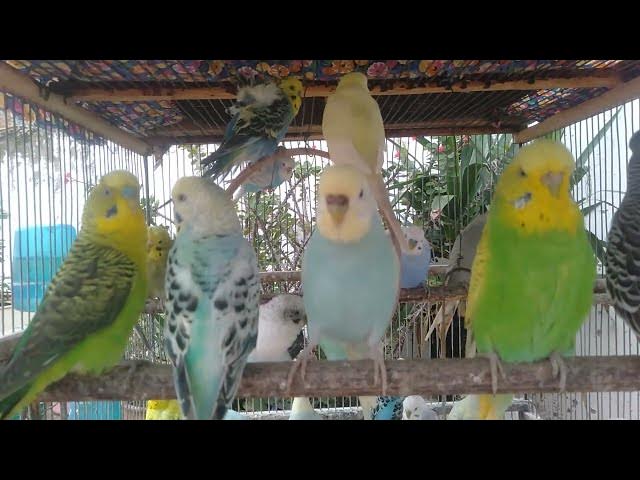 Video thumbnail for Budgie Singing Softly โ Pure Peace ๐ต๐