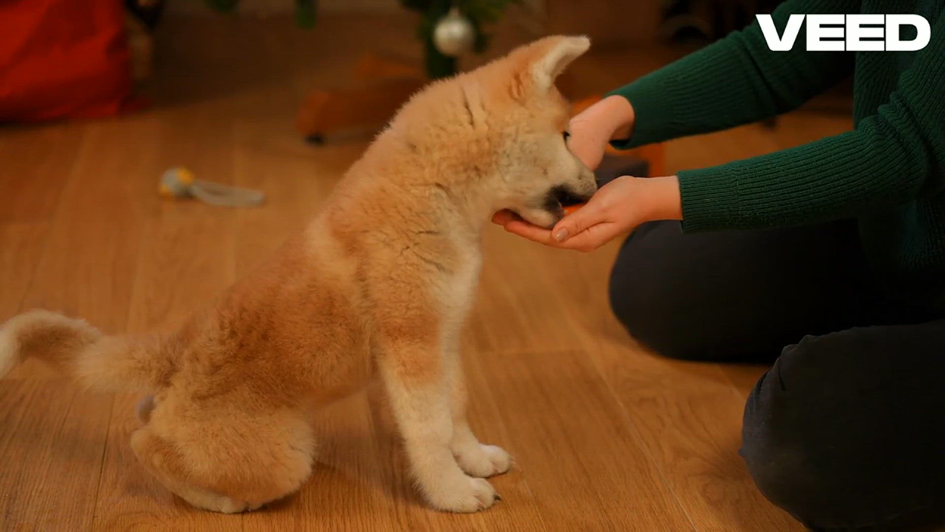 Video thumbnail for Unlock Your Puppy’s Training Adventure!