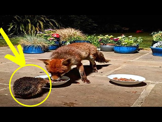 Video thumbnail for A Woman Feeds Wild foxes, Weeks Later Another Small Creature Begins To Appear !