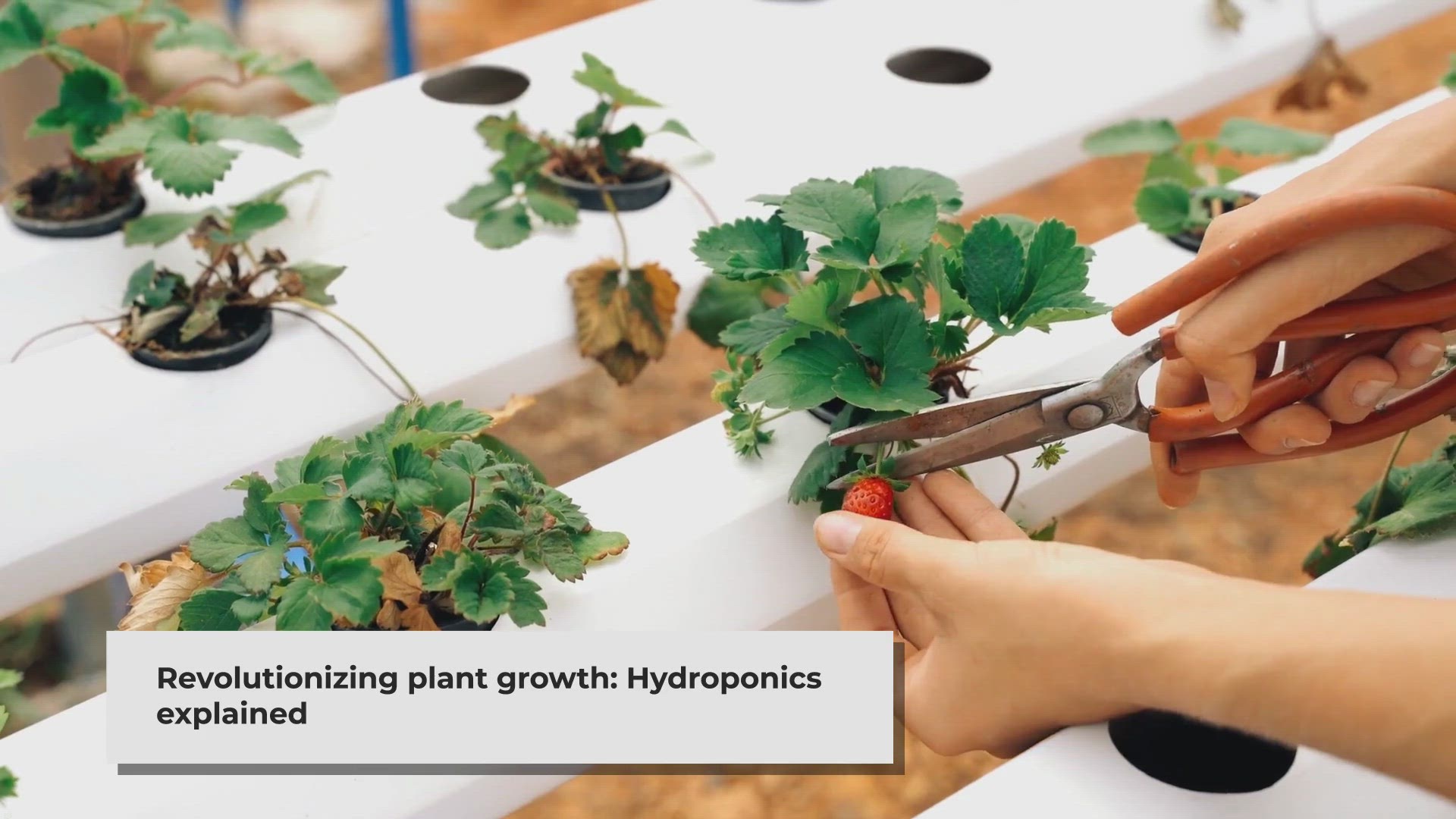 Video thumbnail for Mastering Hydroponics: Growing Without Soil