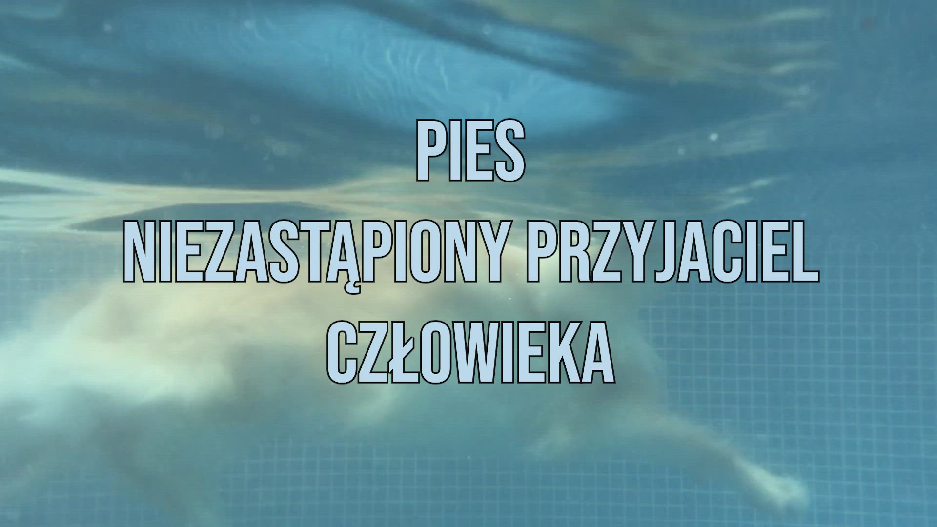 Video thumbnail for Pies – Niezastąpiony Przyjaciel Człowieka