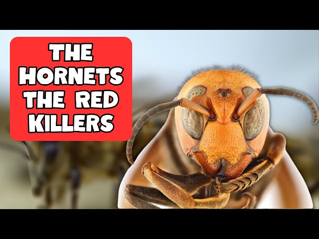 Video thumbnail for The Hornets, the Red Killers, have spread across the world like relentless monsters.