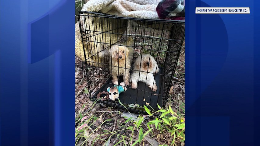 Video thumbnail for 2 dogs abandoned in woods of Gloucester County