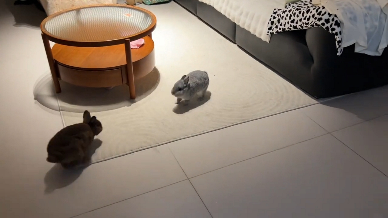 Video thumbnail for Playful Rabbit Gets Totally Confused During Hide-and-Seek