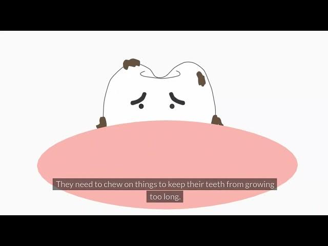 Unique Rabbit Facts What are 10 Interesting Facts About Rabbits | Open Video