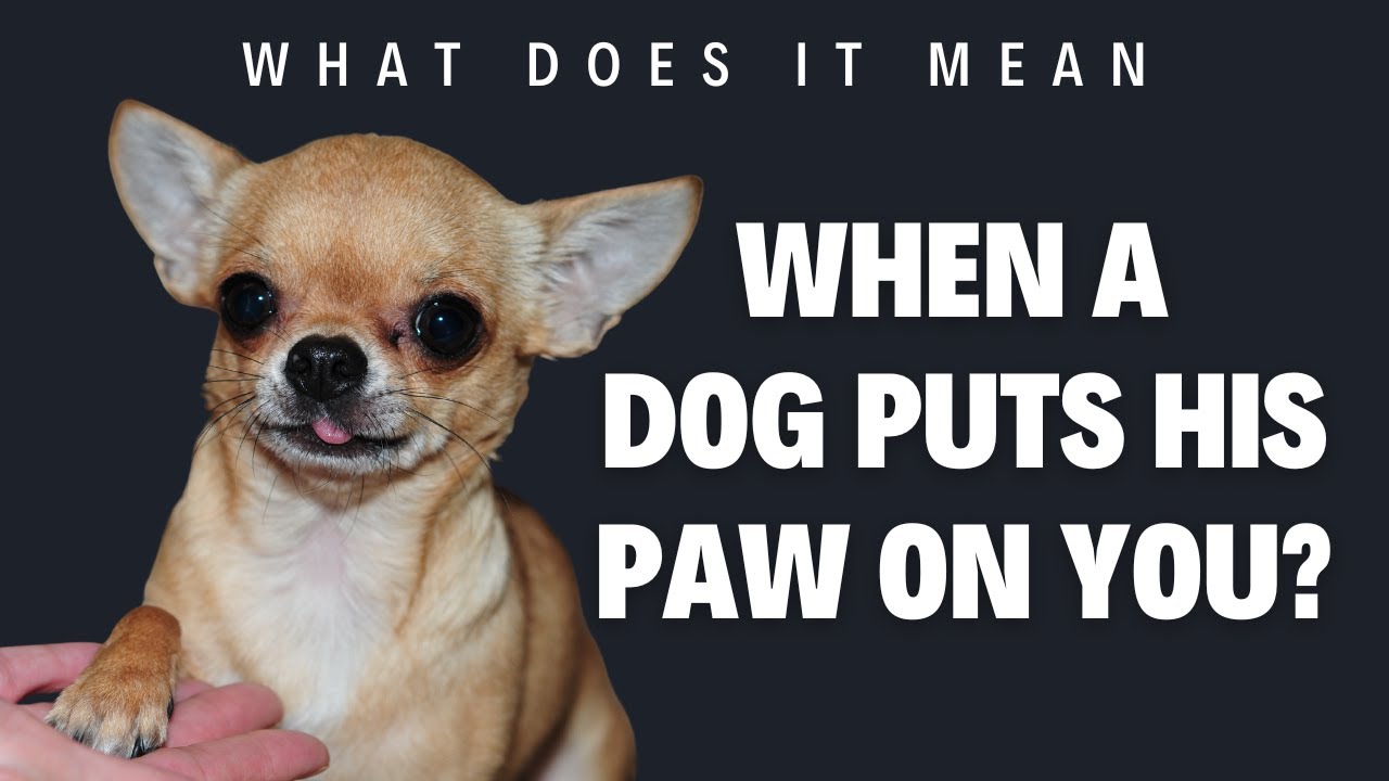 'Video thumbnail for What does it mean when a dog puts his paw on you?'