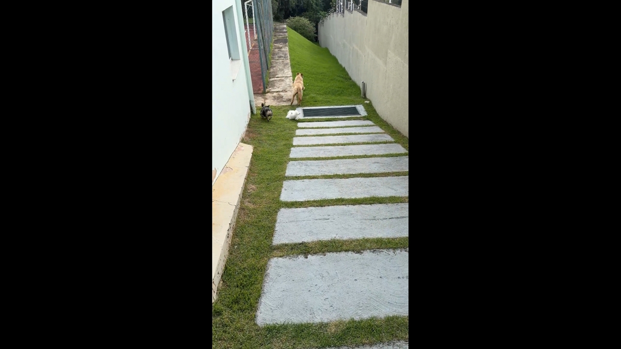 Video thumbnail for Playful Dog Tumbles During Outdoor Fun in Brazil