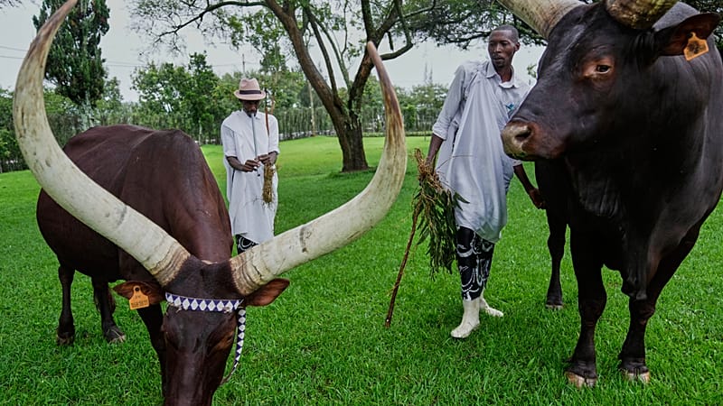 Video thumbnail for Rwanda's royal cattle pampered with poetry and music