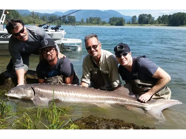 Video thumbnail for Sturgeon Fishing Highlights - Fraser River