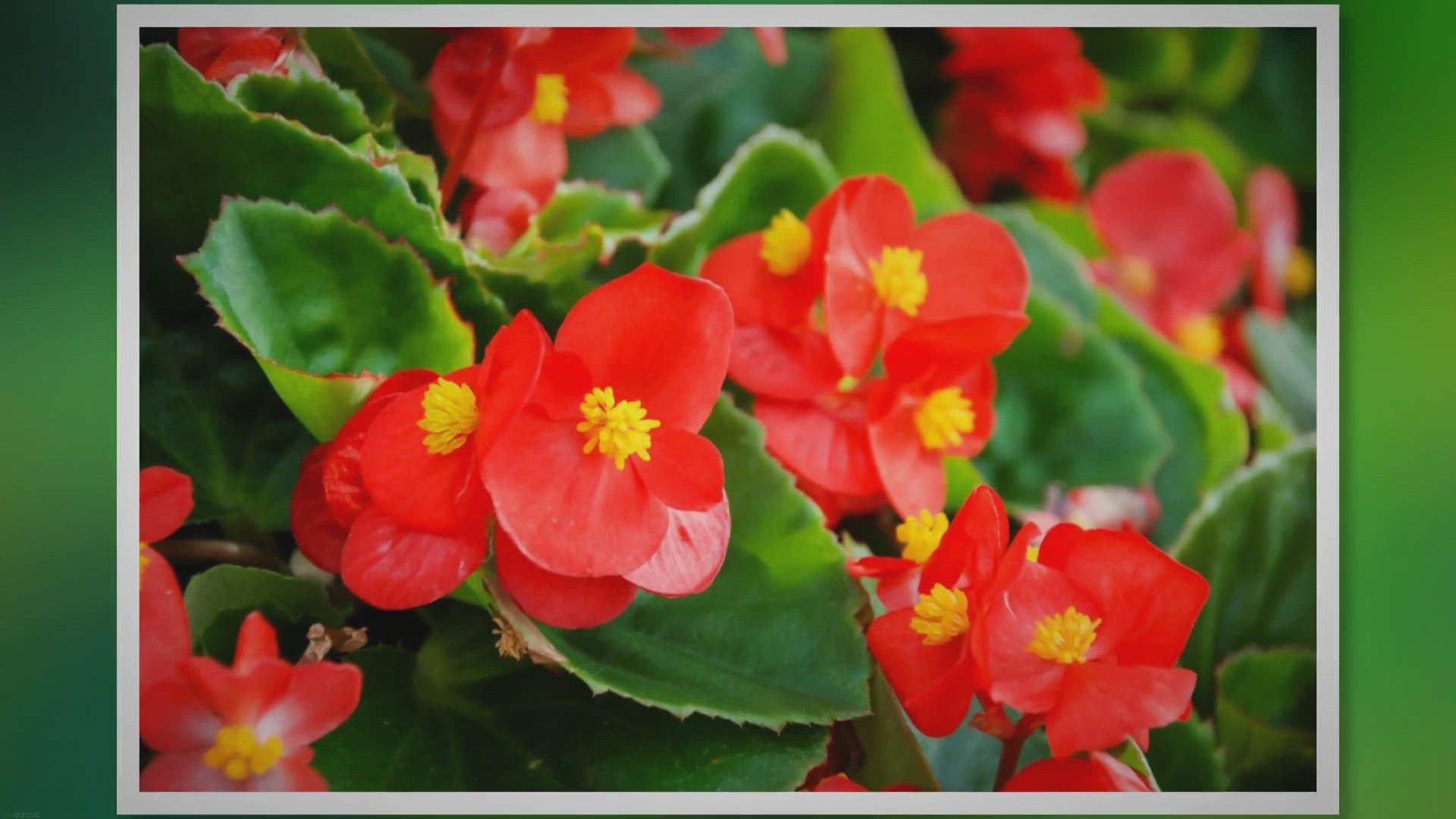'Video thumbnail for Begonia Care: My Experience of Growing This Healthy Plant'