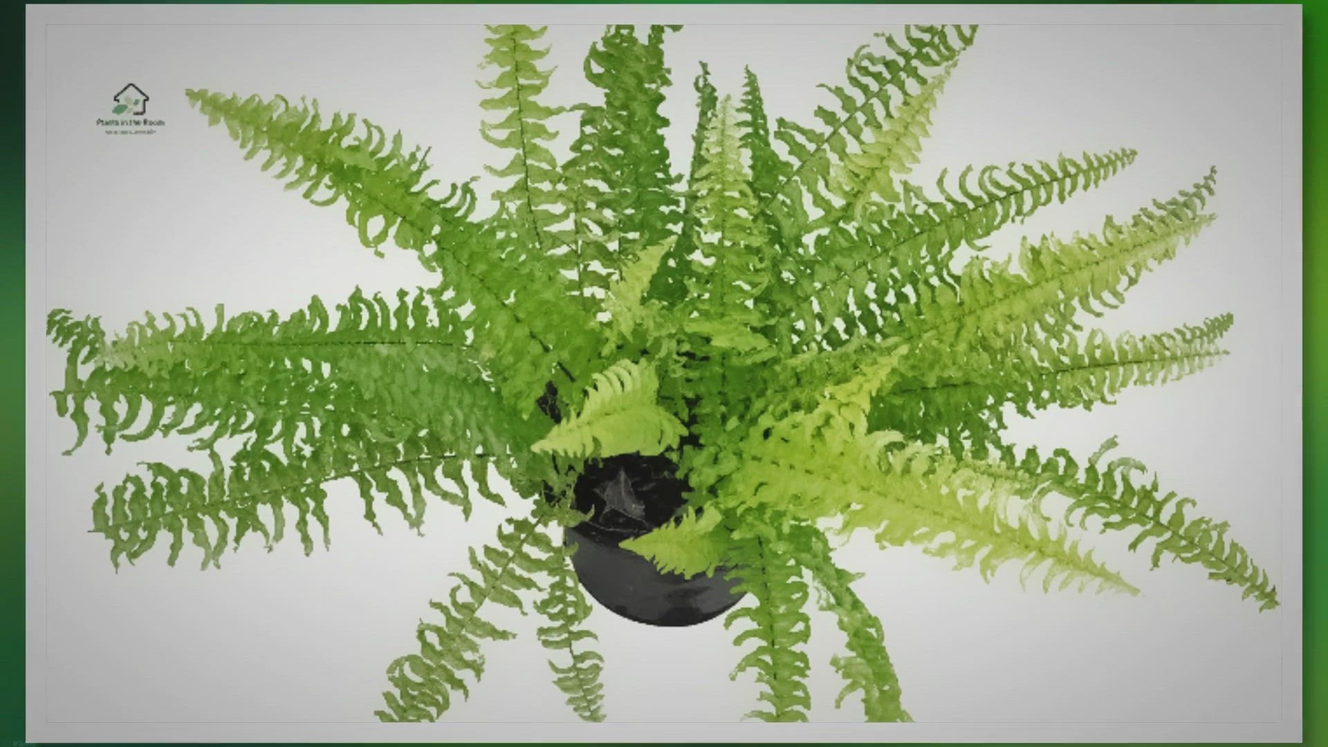 'Video thumbnail for How to Take Care of Blue Star Fern: Practical Tips'