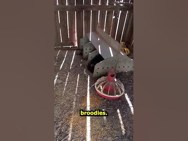 Video thumbnail for Silkie Barn with The Chicks 2026 06 20 #Shorts