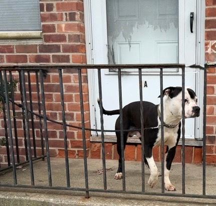 Video thumbnail for Bay Shore man charged with animal cruelty for allegedly hitting his Pitbull mix with a stick