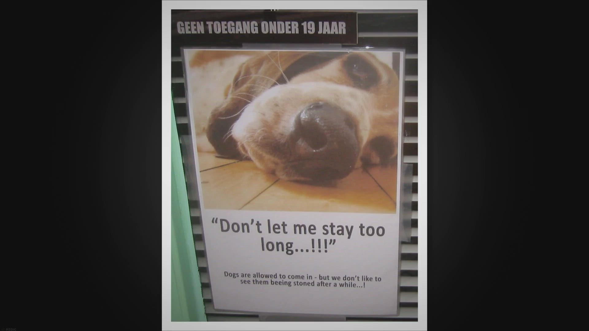 'Video thumbnail for International Animal Rights Day: A Global Call for Compassion'