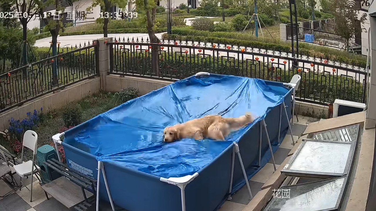 Video thumbnail for Dog's playful leap nearly reveals hidden pool in Liaoning, China