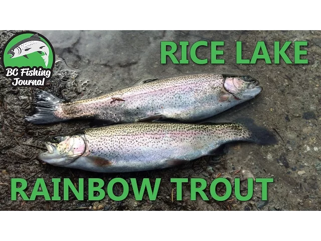 Video thumbnail for Rice Lake, North Vancouver - Rainbow Trout Fishing