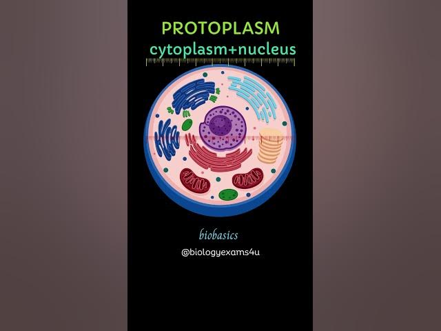 Video thumbnail for Protoplasm vs Cytoplasm|| Biobasics @biologyexams4u