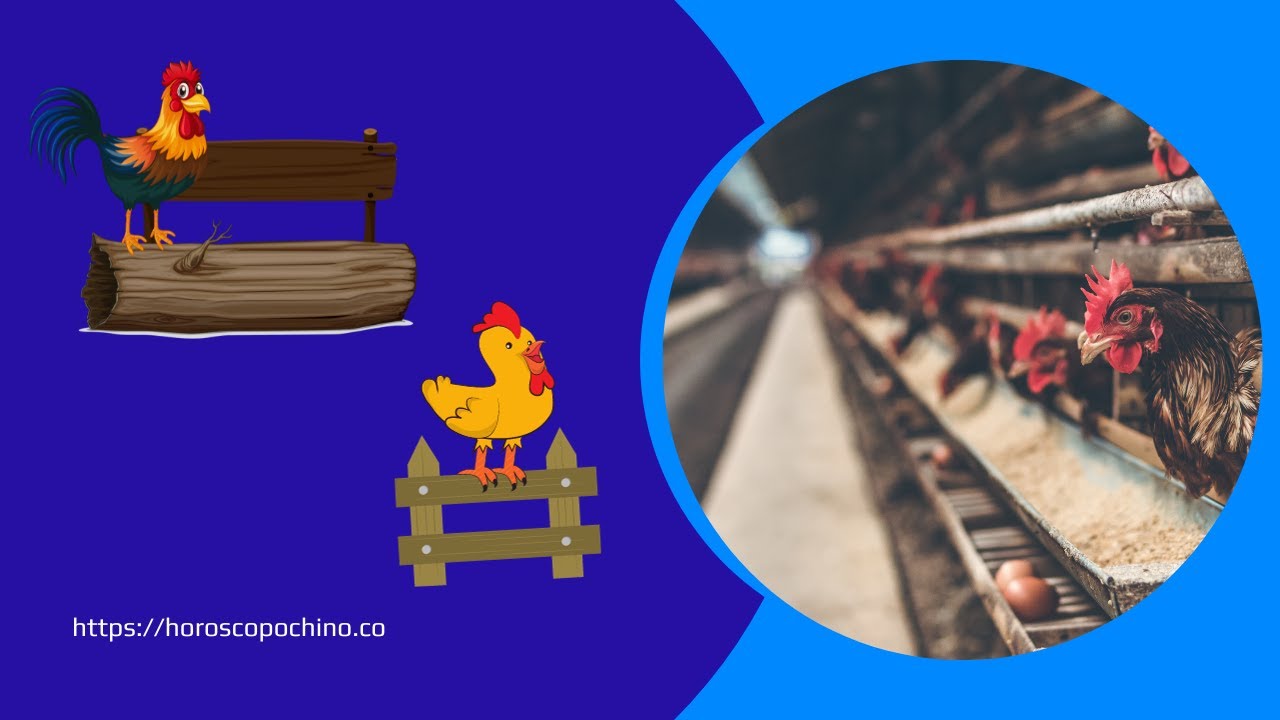 'Video thumbnail for Wood rooster chinese zodiac: video blog'